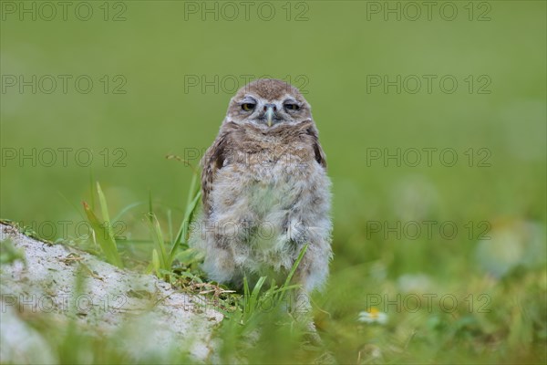 Burrowing Owl (Speotyto cunicularia), young bird in meadow near nesting cave, Pembroke Pines,