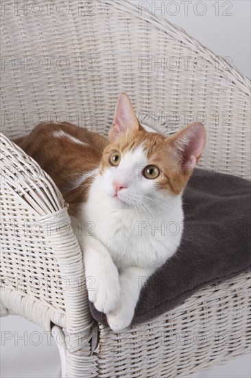 Domestic cat, lies in basket chair, Felis silvestris forma catus, Domestic-cats, lies in basket