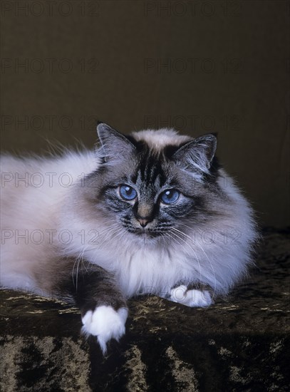 Holy Birman cat, female, 5 years, cat, soul-tabby-point