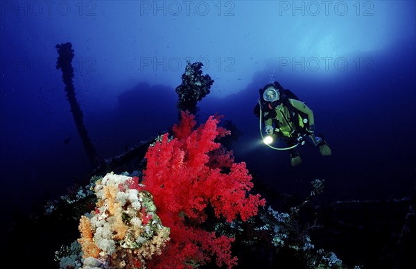 Diver on the Numibia shipwreck, Egypt, Africa, Red Sea, Africa