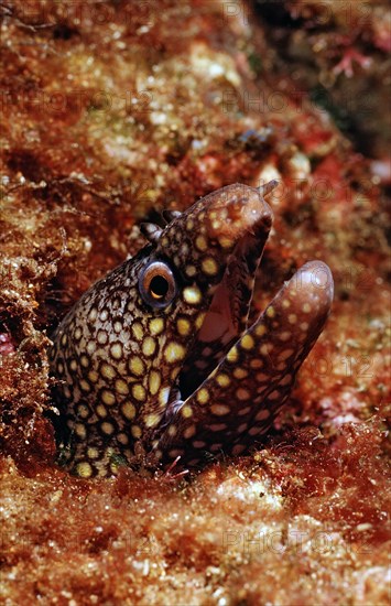 Leopard muraena, Muraena lentiginosa, Mexico, Lake Cortez, Lower California, La Paz, Central