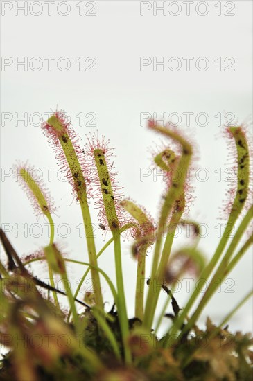 Sticky leaves on a sundew plant, carnivorous plant that traps insects and digests them!