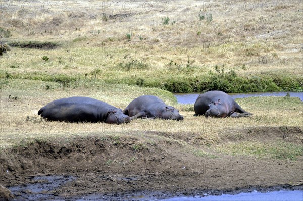 Three Hippo napping on the edge of a pond in a park in Tanzania
