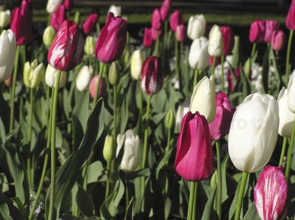 Garden bed of red and white tulips, Tulipa gesneriana