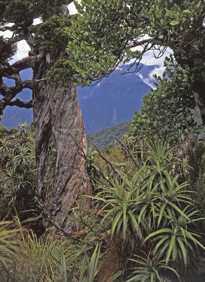 Alpine forest near the top of the tree line, West Coast, South Island, New Zealand, Oceania