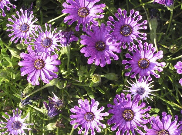 Mauve flowers