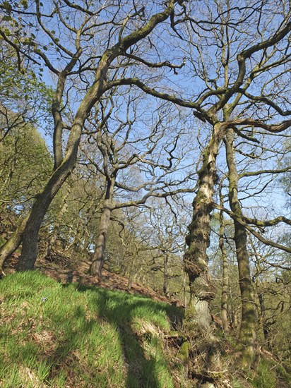 Tall twisted trees in the colden valley in west yorkshire in bright early spring sunlight