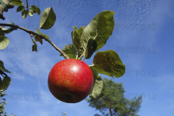 Red Elstar apple