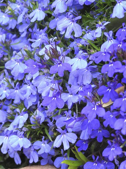 Blue lobelia