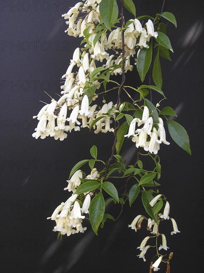 Honeysuckle flowers on black background