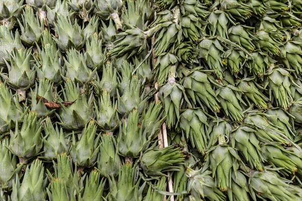 Young artichokes at the Ballaro market in Palermo, Sicily