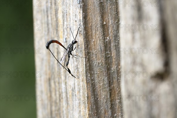 Narrow-bellied wasps (Gasteruptiidae), on dead wood in search of a host, North Rhine-Westphalia,