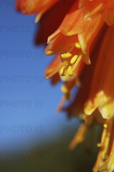 Close up of multi coloured flowers on a red hot poker