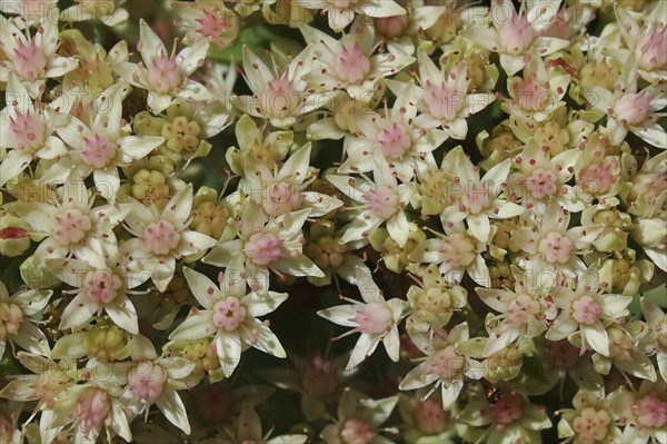 Closeup of pale sedum flowers, sedum spectabilia