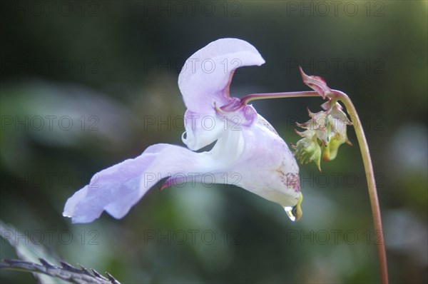 Himalayan Balsam, Impatiens glandulifera