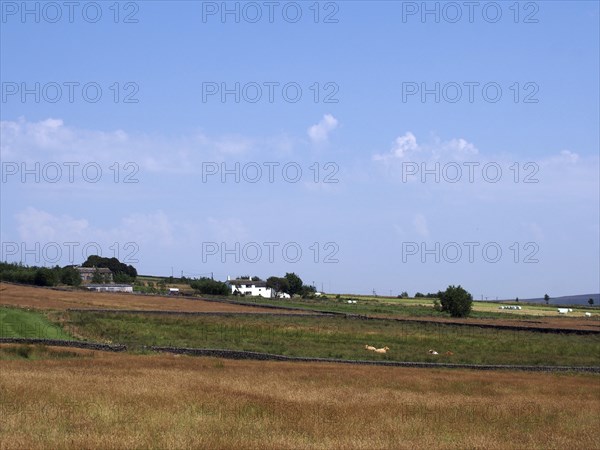 A panoramic view of grass covered fields with cows near blackshaw head in west yorkshire with