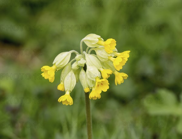 Yellow flowers of wild plant Common Cowslip