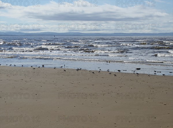 The beach at blundell sands in southport with a flock of sanderlings feeding on the shoreline