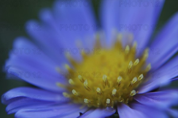 Closeup of blue dimorphotheca flower