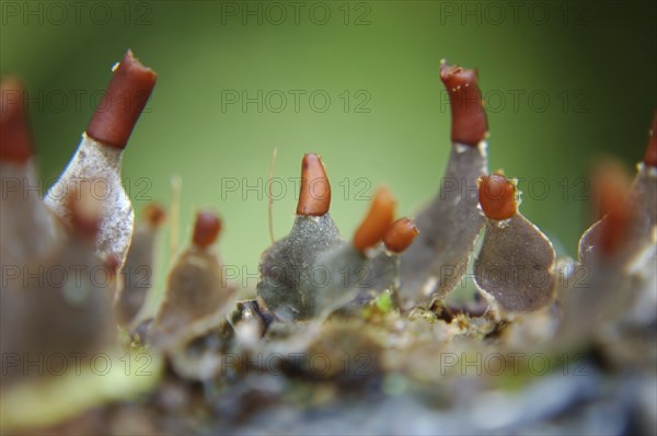 Fruiting bodies on a small lichen, West Coast, South Island, New Zealand, Oceania