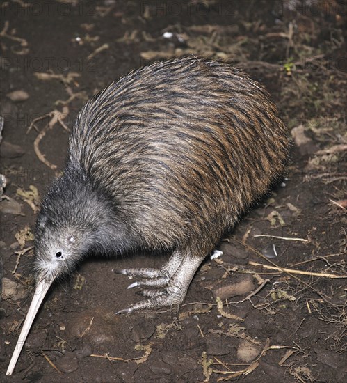 North Island brown kiwi, Apteryx australis, searching for food in New Zealand bush setting
