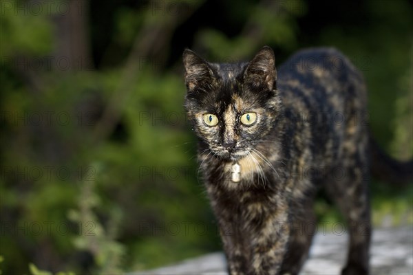 Tortoiseshell cat stands on a wall and looks into the camera