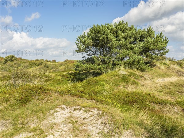 Overgrown dune landscape with trees, green bushes and blue sky, spiekeroog, east frisia, north sea,