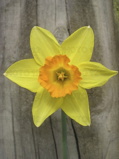 Yellow daffodil against fence post