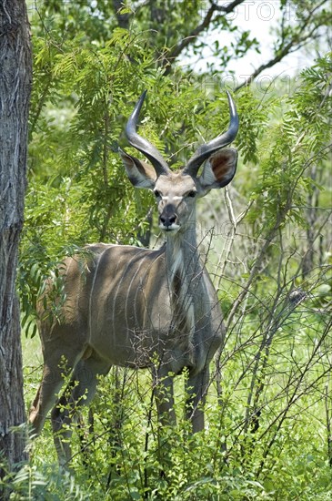 Kudu Antelope (Tragelaphus strepsiceros)