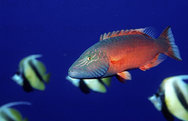 Cheek stripe wrasse, Oxycheilinus digrammus, Egypt, Sha'ab Tamara, Red Sea, Africa