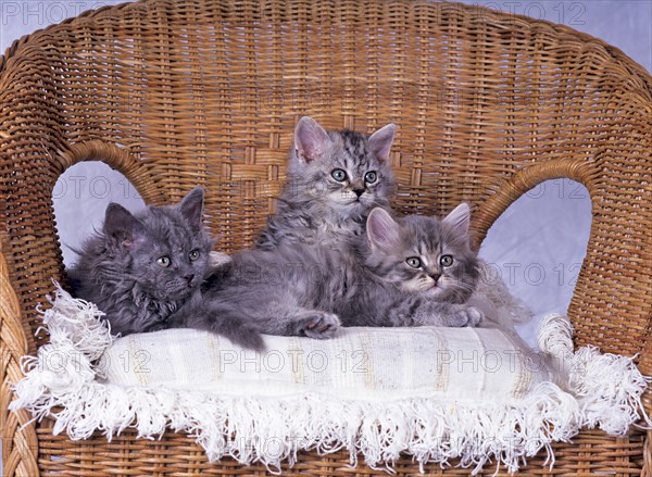 Selkirk Rex, Blue, blue-tabby, litter, nine weeks