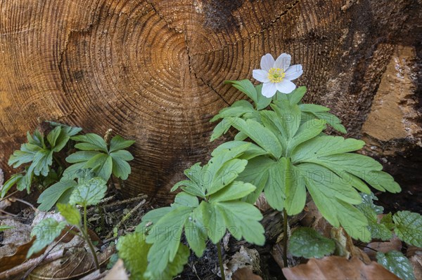 Anemone in the Harz Selke Valley Wood Anemone