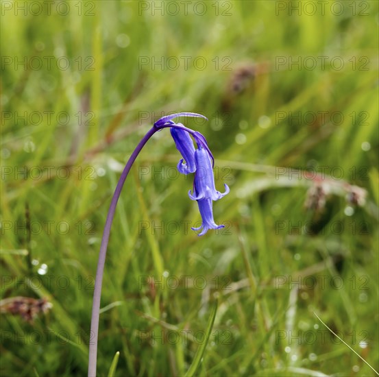 Wild native Bluebell in Scottish countryside during Springtime