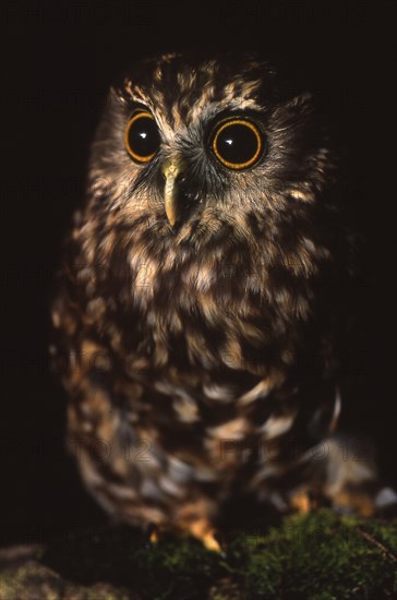 New Zealand native owl, the Morepork, Ninox novaeseelandiae