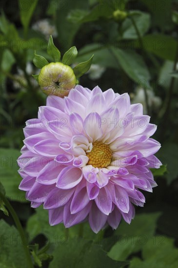 Mauve dahlia