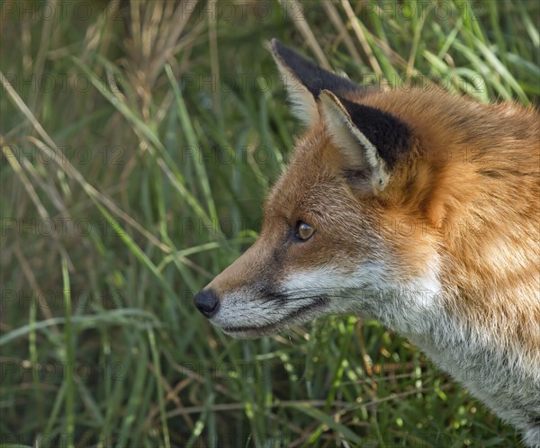 Profile head shot of adult Red Fox