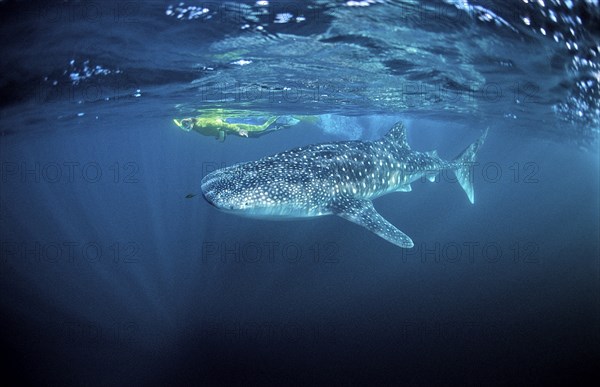Whale shark and snorkeller, Rhincodon thypus, Djibouti, Djibouti, Africa, Afar Triangle, Gulf of