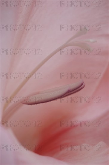 Closeup of stamens and pistils in pink gladioli flower