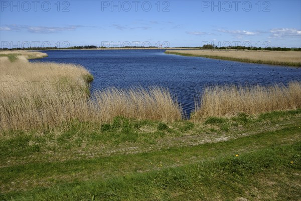Reeds near Flügge on Fehmarn, Schleswig-Holstein, Germany, Europe