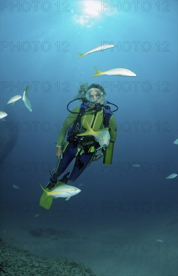 Yellowtail snapper and diver, Ocyurus chrysurus, Punta Cana, Caribbean Sea, Dominican Republic,