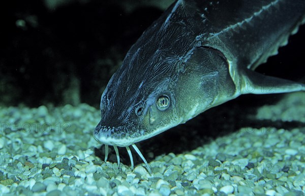 Waxdick, Russian sturgeon, sturgeon, Acipenser gueldenstaedti, Acipenser güldenstaedti, Romania,