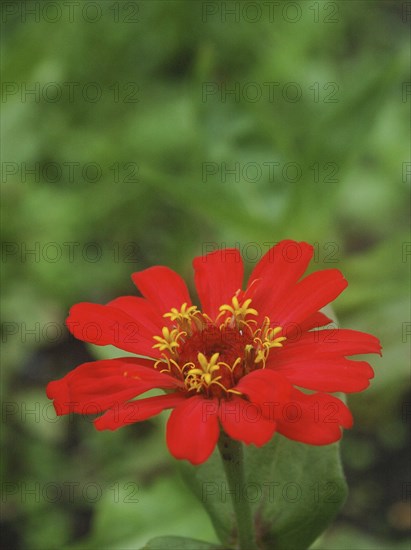 Red zinnia against green background