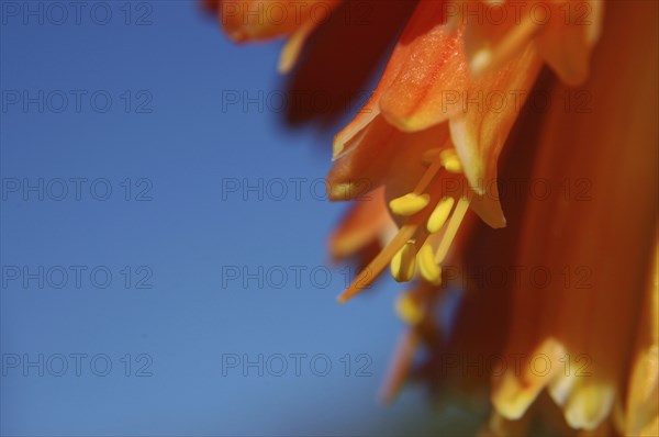Close up of multi coloured flowers on a red hot poker