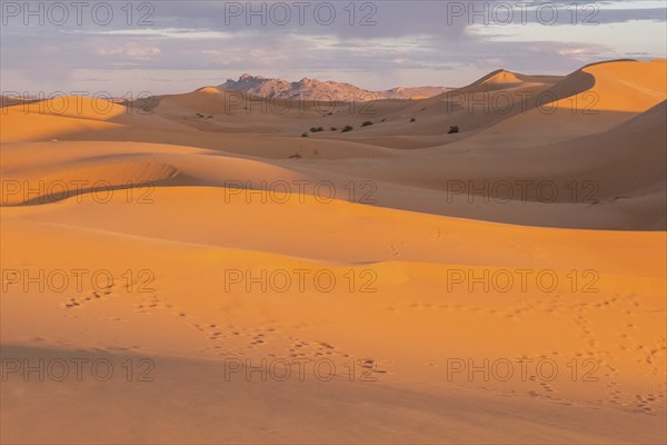 Camel and bedouin footprints on the orange sand dunes of sahara desert in morocco during sunset