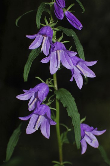 Purple campanula flowers on black background