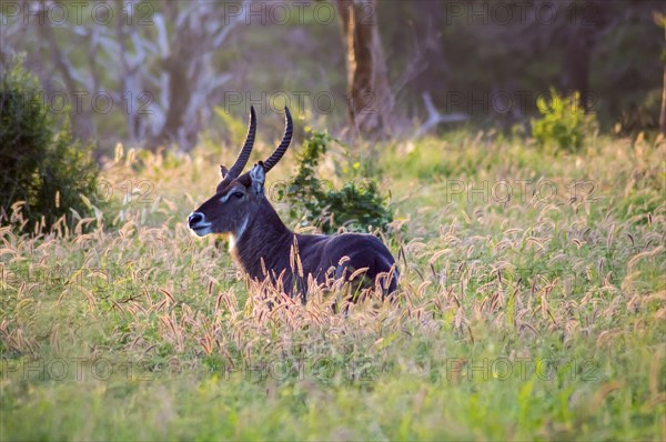 Waterbuck male, Kobus ellipsiprymnus, in the tall savannah grasses of Tsavo East Park in Kenya