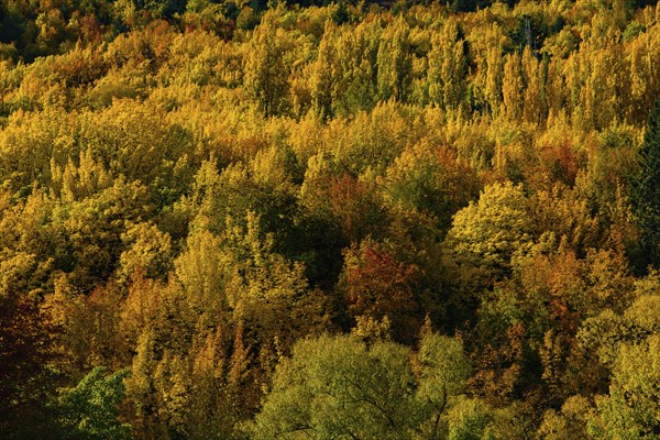 Forest with autumn leaves in Arrowtown, New Zealand, Oceania