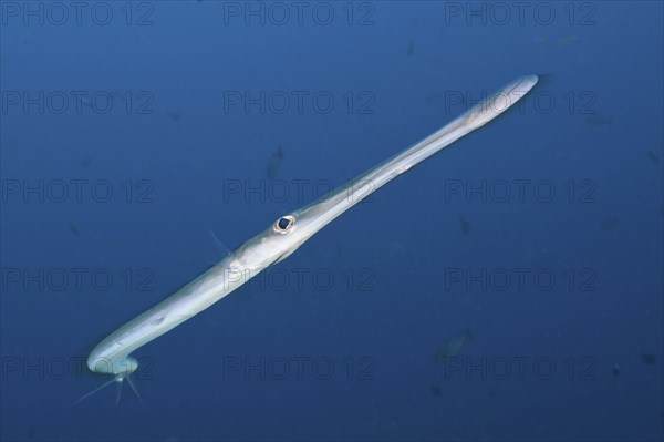 Flutefish, Fistularia commersonii, Raja Ampat, West Papua, Indonesia, Asia