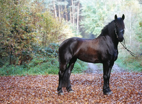 Friesian, friesian, black, horse, mare, 6-year-old