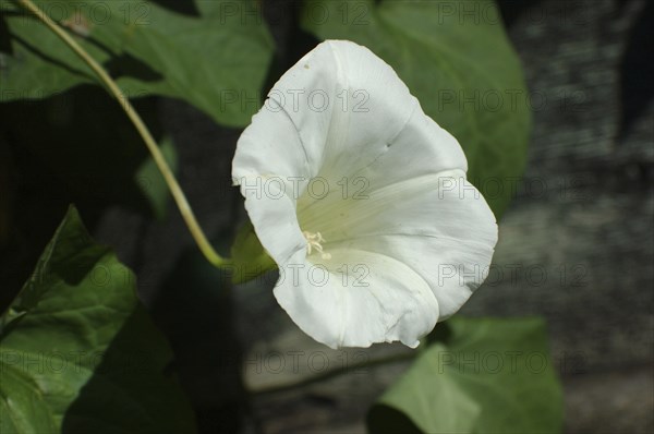White Convolvulus